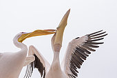 Great white pelicans (Pelecanus onocrotalus) pair, Walvis bay, Namibia, Africa