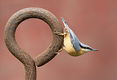 Nuthach (Sitta europaea) perched on a steel ring, England