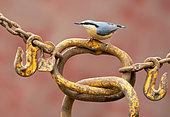 Nuthach (Sitta europaea) perched on an old chain, England
