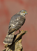 Sparrowhawk (Accipiter nisus) perched on a log, England