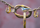 Nuthach (Sitta europaea) perched on an old chain, England