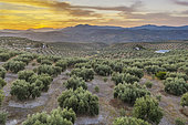 Cultivated olive trees (Olea europaea) at dawn. Aerial view. Drone shot. Córdoba province, Andalusia, Spain.