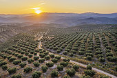 Cultivated olive trees (Olea europaea) at sunrise. Aerial view. Drone shot. Córdoba province, Andalusia, Spain.