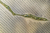 Cultivated young olive trees (Olea europaea) in the Campiña Cordobesa, the fertile rural area south of the town of Córdoba. Aerial view. Drone shot. Córdoba province, Andalusia, Spain.