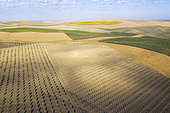 The Campiña Cordobesa, the fertile rural area south of the town of Córdoba with cultivations of olive trees (Olea europaea), sunflowers (Helianthus annuus) and cornfields. Aerial view. Drone shot. Córdoba province, Andalusia, Spain.
