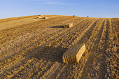 Bales of straw in cornfield after wheat harvest. In the Campiña Cordobesa, the fertile rural area south of the town of Córdoba. Aerial view. Drone shot. Córdoba province, Andalusia, Spain.