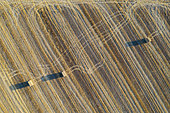 Bales of straw and abstract patterns in cornfield after wheat harvest. Prominent the tractor wheel ruts. In the Campiña Cordobesa, the fertile rural area south of the town of Córdoba. Aerial view. Drone shot. Córdoba province, Andalusia, Spain.