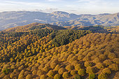 Sweet chestnut trees (Castanea sativa) in autumnal colours in November. Aerial view. Drone shot. Serranía de Ronda, Málaga province, Andalusia, Spain.