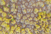 Sweet chestnut trees (Castanea sativa) in autumnal colours in November. Aerial view. Drone shot. Genal river valley, Málaga province, Andalusia, Spain.
