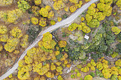 Sweet chestnut trees (Castanea sativa) in autumnal colours in November. Aerial view. Drone shot. Genal river valley, Málaga province, Andalusia, Spain.