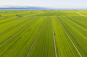 Rice fields (Oryza sativa) in July. Aerial view. Drone shot. Ebro Delta Nature Reserve, Tarragona province, Catalonia, Spain.