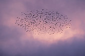 Starling (Sturnus vulgaris) group in cloud against sky colored by the setting sun in late winter, Countryside, Lorraine, France
