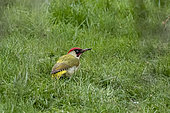 Green Woodpecker (Picus viridis) male on the ground foraging for food in a lawn in late winter, Country Garden, Lorraine, France