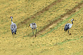 Grue cendrée (Grus grus) famille 2 adultes et un jeune en pâture dans une prairie en fin d'hiver, Campagne lorraine environs de Toul, Lorraine, France
