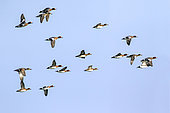 Eurasian Wigeon (Mareca penelope) group in flight against blue sky in late winter, above Lac de Madine, Lorraine, France