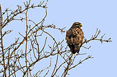 Common buzzard (Buteo buteo) on a small tree on the edge of a meadow in late winter, Lorraine countryside around Lake Madine, France