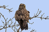 Common buzzard (Buteo buteo) on a small tree on the edge of a meadow in late winter, Lorraine countryside around Lake Madine, France