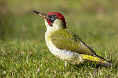 Green Woodpecker (Picus viridis) male on the ground foraging for food in a lawn in late winter, Country Garden, Lorraine, France