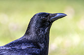 Carrion Crow (Corvus corone) portrait of an adult on the ground in a lawn in late winter, Country Garden, Lorraine, France