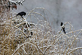 Eurasian Magpie (Pica pica) and Carrion Crow (Corvus corone) on the top of a weeping willow tree in winter under the snow, Country garden, Lorraine, France