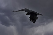 Carrion Crow (Corvus corone) in flight over a lawn in late winter, Country Garden, Lorraine, France