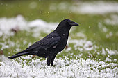 Carrion Crow (Corvus corone) on the snowy ground of a lawn in late winter, Country Garden, Lorraine, France