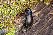 Violet Ground Beetle (Carabus violaceus) at rest on a dead wood stump in a forest environment at the end of winter, Forêt de Boucq near Toul, Lorraine, France