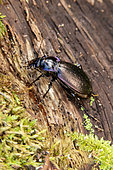 Violet Ground Beetle (Carabus violaceus) at rest on a dead wood stump in a forest environment at the end of winter, Forêt de Boucq near Toul, Lorraine, France