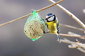 Blue Tit (Cyanistes caeruleus) adult feeding on a ball of fat hanging in a shrub in winter, Country Garden, Lorraine, France