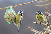 Blue Tit (Cyanistes caeruleus) 2 adults feeding on a ball of fat hanging in a shrub in winter, Country Garden, Lorraine, France