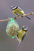 Blue Tit (Cyanistes caeruleus) 2 adults feeding on a ball of fat hanging in a shrub in winter, Country Garden, Lorraine, France