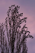 Starling (Sturnus vulgaris), Group posed on poplars of Italy on a background of sky colored by the setting sun in late winter, Countryside, Lorraine, France