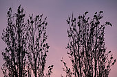 Starling (Sturnus vulgaris), Group posed on poplars of Italy on a background of sky colored by the setting sun in late winter, Countryside, Lorraine, France