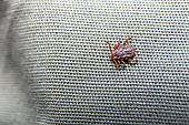 Tick (Ixodes ricinus) Adult male hanging on a canvas garment after a walk in the undergrowth at the end of winter, Surroundings of Lay Saint Christophe, Lorraine, France
