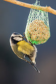 Blue Tit (Cyanistes caeruleus) adult feeding on a ball of fat hanging in a shrub in winter, Country Garden, Lorraine, France