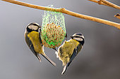 Blue Tit (Cyanistes caeruleus) 2 adults feeding on a ball of fat hanging in a shrub in winter, Country Garden, Lorraine, France