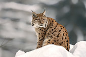 Eurasian Lynx (Lynx lynx) Adult sitting resting in snow in forest, Falkenstein Reserve, Germany