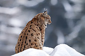 Eurasian Lynx (Lynx lynx) Adult sitting resting in snow in forest, Falkenstein Reserve, Germany