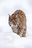 Eurasian lynx (Lynx lynx) Adult walking through snow in forest, Falkenstein Reserve, Germany