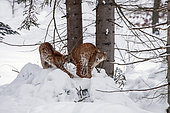 Eurasian lynx (Lynx lynx) Adult and young in snow in forest, Falkenstein Reserve, Germany