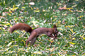 Red squirrel (Sciurus vulgaris) picking up a nut in a garden in autumn, Country garden, Lorraine, France