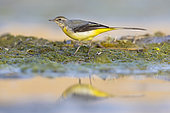 Grey Wagtail (Motacilla cinerea), side view of an adult in winter plumage standing on the ground, Campania, Italy