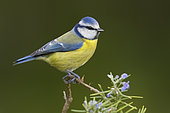 Eurasian Blue Tit (Cyanistes caeruleus), side view of an adult perched on a Rosemary branch, Campania, Italy