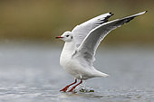 Black-headed Gull (Chroicocephalus ridibundus), side view of an adult taking off from the sea, Campania, Italy