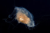 Jellyfish (Cyanea capillata). Marine invertebrates of the Canary Islands.