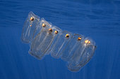 Salpe, planktonic tunicate (Pegea confoederata). Marine invertebrates of the Canary Islands.