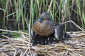 Mallard (Anas platyrhynchos), adult bird warms its chicks in the nest, Limbach, Burgenland, Austria, Europe