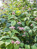 Hydrangea (Hydrangea aspera ssp strigosa) in bloom