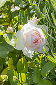 Rosa 'Aspirin Rose' Breeder : Tantau (ALL) 1997