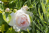 Rosa 'Aspirin Rose' Breeder : Tantau (ALL) 1997
